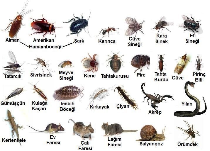 ayvacık ilaçlama haşereler