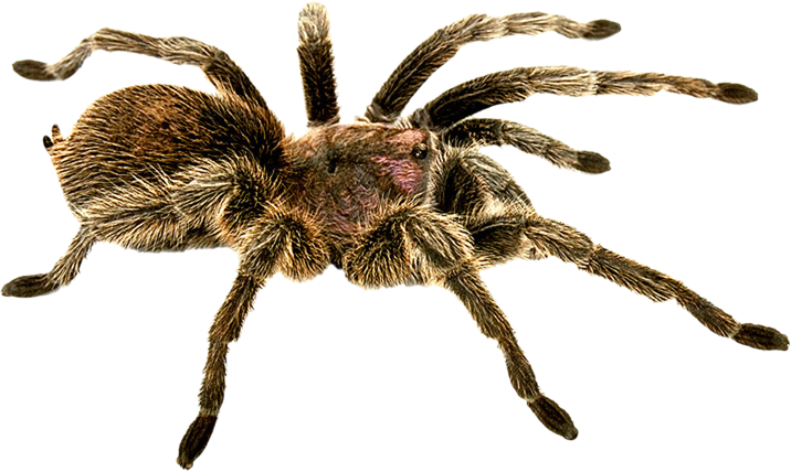 örümcek